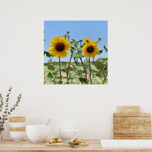 Two Sunflowers blue sky Poster