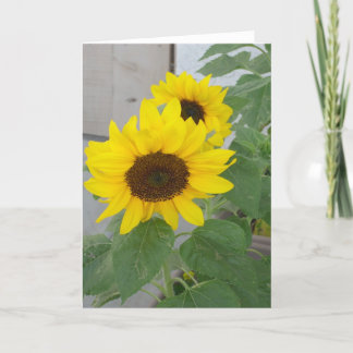 Two sunflowers greeting card