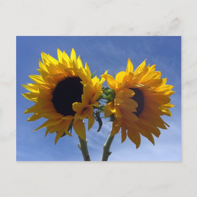 Two Sunflowers Notes Card (Front)