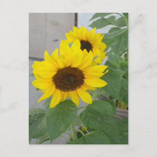 Two sunflowers postcard