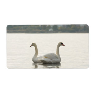 Two swans