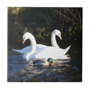 Two Swans And A Duck Tile