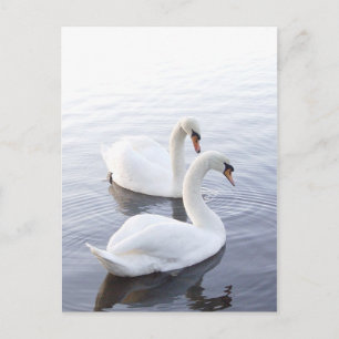 Two Swans Postcard