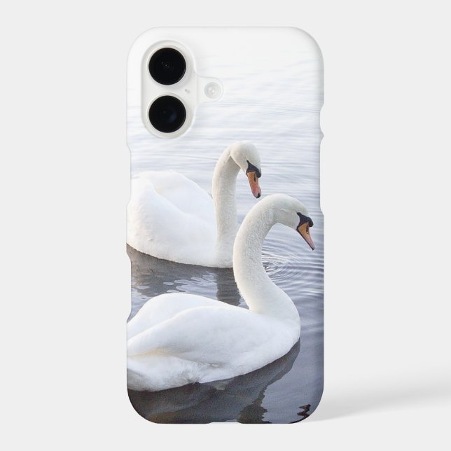 Two Swans Swimming on Tranquil Lake (Back)