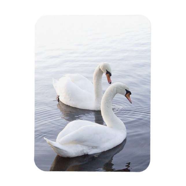 Two Swans Swimming on Tranquil Lake Magnet (Vertical)