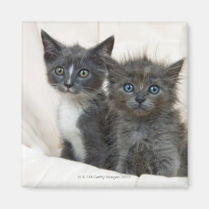 Two tabby kittens magnet