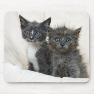Two tabby kittens mouse mat