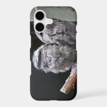 Two Tawny Frogmouth Birds