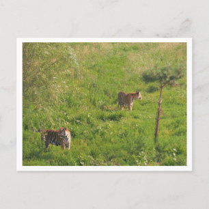 Two Tigers Postcard