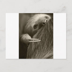 two toed sloth postcard