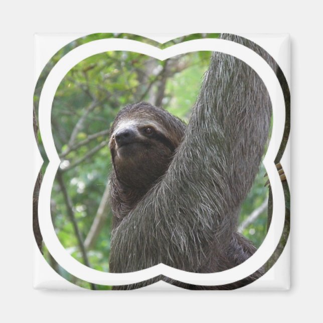 Two Toed Sloth Square Magnet (Front)