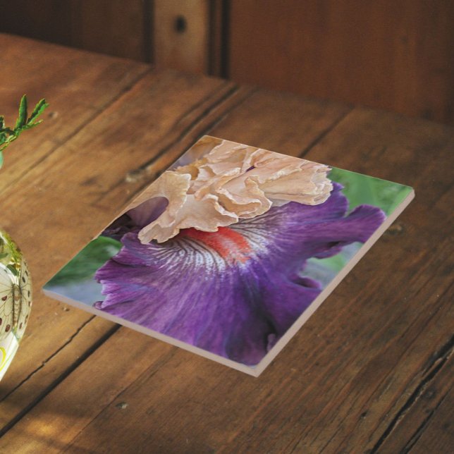 Two-Tone Bearded Iris Bloom Floral Tile (In Situ)