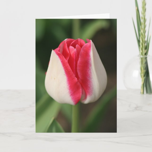 Two Tone Pink And White Tulip Card (Front)