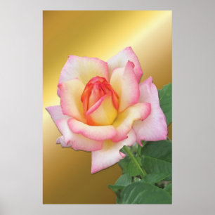 Two-tone Pink Rose over Gold Poster