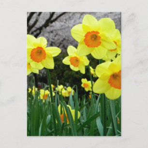 Two Tone Postcard