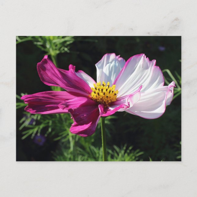 Two Toned Cosmos, Bute Park, Cardiff, Wales Postcard (Front)