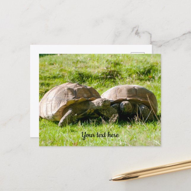 Two Tortoises - Best Friends! Postcard (Front/Back In Situ)