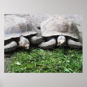 Two tortoises feeding poster