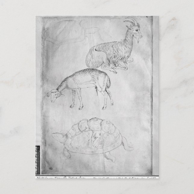 Two tortoises, goat and sheep postcard (Front)