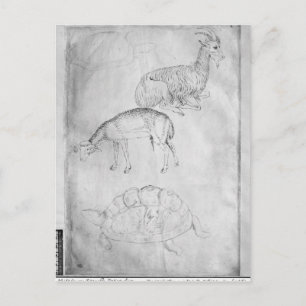 Two tortoises, goat and sheep postcard