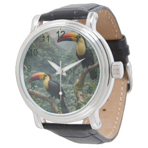 Two Tropical Toucan Birds, Watch