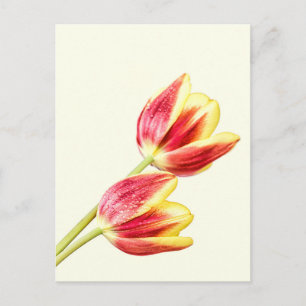 Two Tulips Postcard