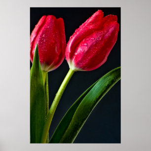 Two Tulips Poster