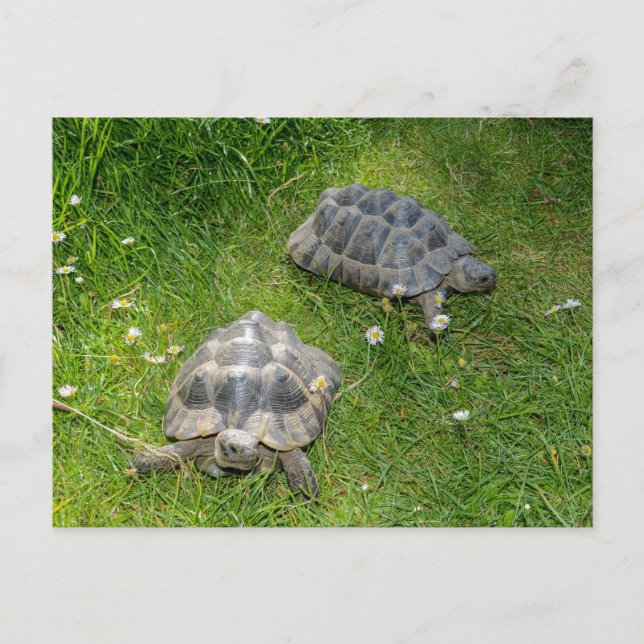 Two turtle`s  in green grass postcard (Front)