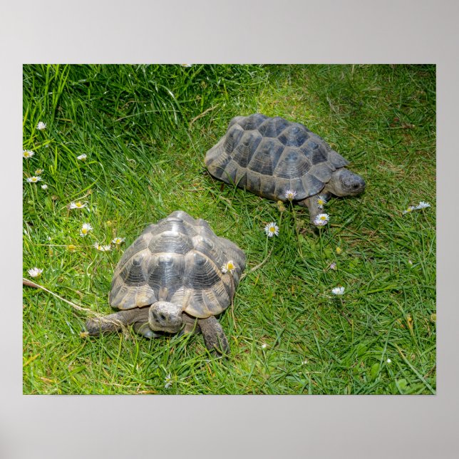 Two turtles run through green grass poster (Front)