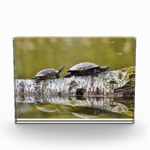 Two turtles walking on tree log photo block