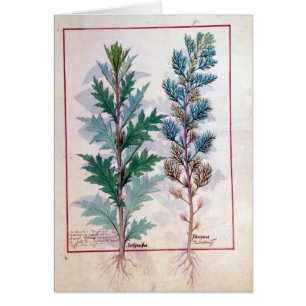 Two varieties of Artemesia