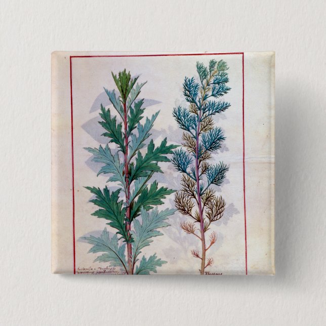 Two varieties of Artemesia 15 Cm Square Badge (Front)