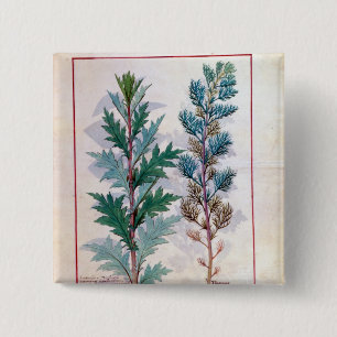 Two varieties of Artemesia 15 Cm Square Badge