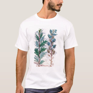 Two varieties of Artemesia T-Shirt