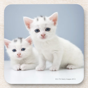 Two very young white kittens stare inquisitively coaster