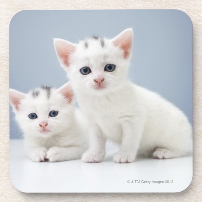Two very young white kittens stare inquisitively coaster (Front)