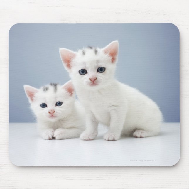 Two very young white kittens stare inquisitively mouse mat (Front)
