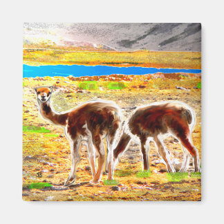 Two Vicunas Andes Mountains Peru Magnet