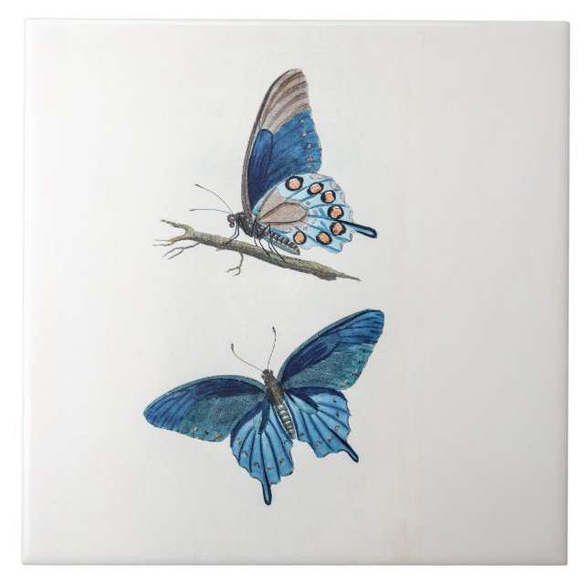 Two Vintage Blue Butterflies  Tile (Front)