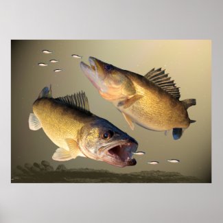 Two Walleye Feeding Poster