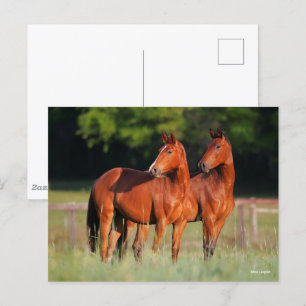 Two Warmblood Horses Standing In Field Postcard