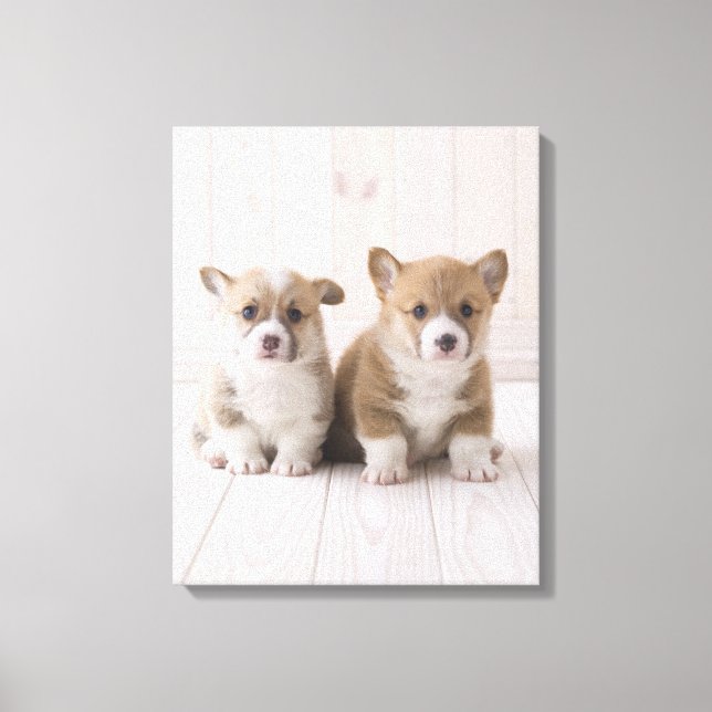 Two Welsh Corgi Sitting Canvas Print (Front)