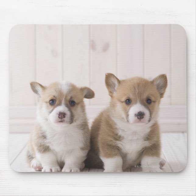 Two Welsh Corgi Sitting Mouse Mat (Front)