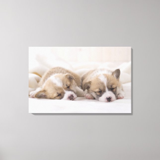Two Welsh Corgi Sleeping Canvas Print (Front)