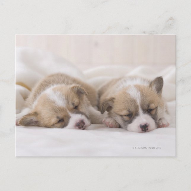 Two Welsh Corgi Sleeping Postcard (Front)