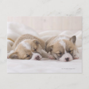 Two Welsh Corgi Sleeping Postcard