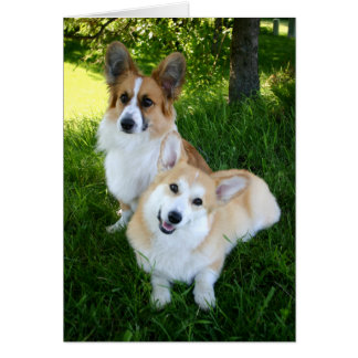 Two Welsh Corgis