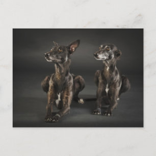 Two whippets lying postcard