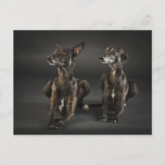 Two whippets lying postcard
