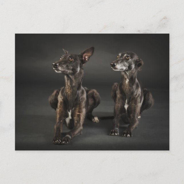 Two whippets lying postcard (Front)